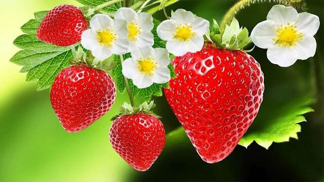 Perfect Benefits Of Eating Strawberries | Health Fitness Tips