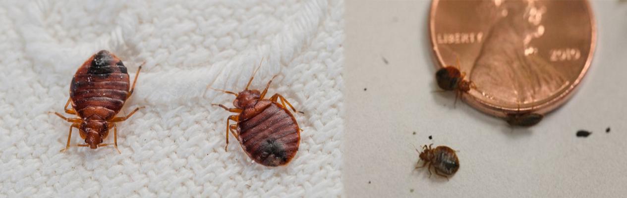 Bed Bug Heat Treatment Cost